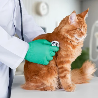 Soins veterinaires
